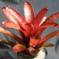 00-0-Copr_2021-Bromeliad_Paradiset.jpg