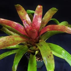 00-0-Copr_2021-Bromeliad_Paradiset.jpg