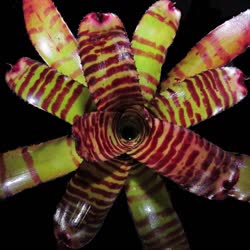 00-0-Copr_2021-Bromeliad_Paradiset.jpg