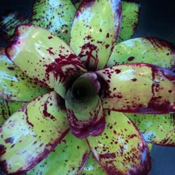 00-0-Copr_2021-Bromeliad_Paradiset.jpg