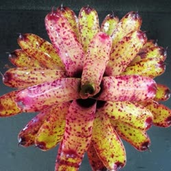 00-0-Copr_2021-Bromeliad_Paradiset.jpg