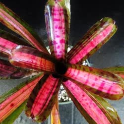 00-0-Copr_2021-Bromeliad_Paradiset.jpg