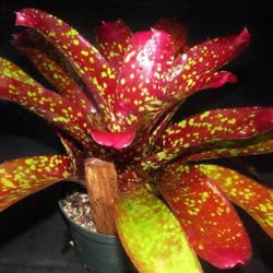 00-0-Copr_2021-Bromeliad_Paradiset.jpg