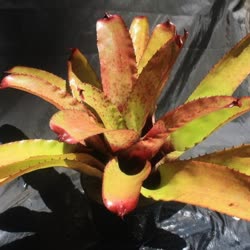 00-0-Copr_2021-Bromeliad_Paradiset.jpg
