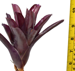 00-0-Copr_2021-Global_Geckost.png