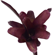01-0-Copr_2021-Global_Geckost.png