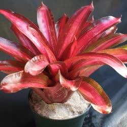 00-0-Copr_2021-Bromeliad_Paradiset.jpg