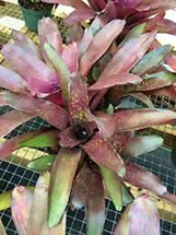 Takemura_Grande_x_species_31