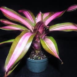 00-0-Copr_2021-Bromeliad_Paradiset.jpg