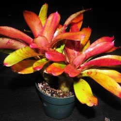 00-0-Copr_2021-Bromeliad_Paradiset.jpg