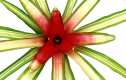 Neoregelia u