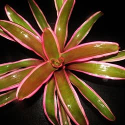 00-0-Copr_2021-Bromeliad_Paradiset.jpg