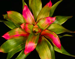 Victoria_Pink