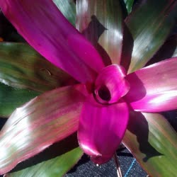 00-0-Copr_2021-Bromeliad_Paradiset.jpg