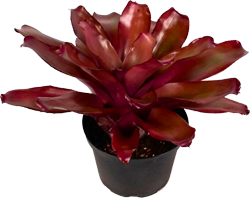 Neoregelia v