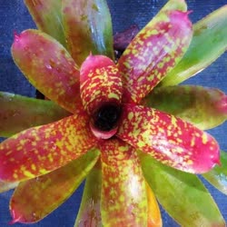 00-0-Copr_2021-Bromeliad_Paradiset.jpg