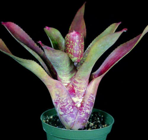 Wild_Tiger_x_zonata