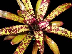 01-0-Copr_2021-Michaels_Bromeliadst.jpg