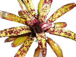 Neoregelia w
