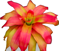 Neoregelia y