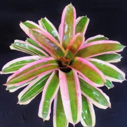 00-0-Copr_2021-Bromeliad_Paradiset.jpg