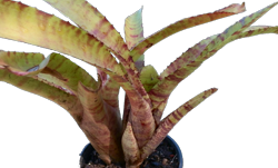 Neoregelia z