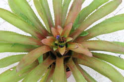 00-0-Copr_2021-Boca_Bromeliadst.jpg