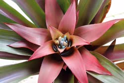 00-0-Copr_2021-Boca_Bromeliadst.jpg