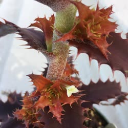 Orthophytum Brittle_Star