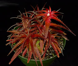 Orthophytum Copper_Penny