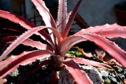 00-0-Copr_2021-Dyckia_Brazilt.jpg