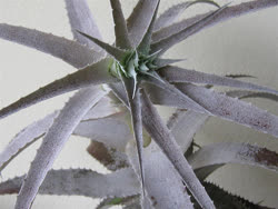 00-0-Copr_2021-Dyckia_Brazilt.jpg