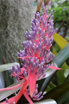 00-0-Copr_2021-Boca_Bromeliadst.jpg