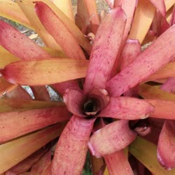 00-0-Copr_2021-Bromeliad_Paradiset.jpg