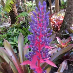 01-0-Copr_2021-Bromeliad_Paradiset.jpg