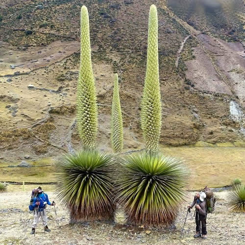 Puya