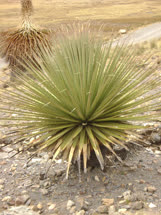 Puya raimondii