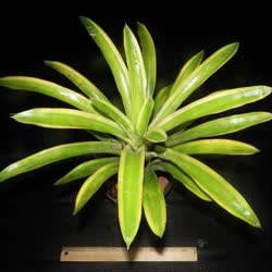 01-0-Copr_2021-Bromeliad_Paradiset.jpg