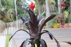 00-0-Copr_2021-Boca_Bromeliadst.jpg