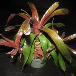 01-0-Copr_2021-Bromeliad_Paradiset.jpg