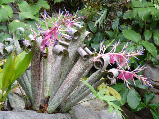 Quesnelia