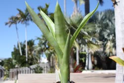 01-0-Copr_2021-Boca_Bromeliadst.jpg