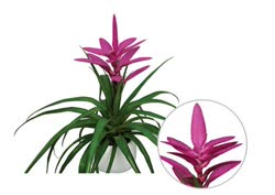 Tillandsia Antonio