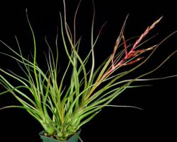 Tillandsia Durrell