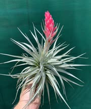 Tillandsia Houston