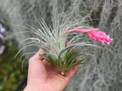 00-0-Copr_2021-Air_Plant_Greenhouset.jpg