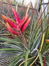 Tillandsia Tropiflora