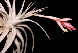 Tillandsia White_Star