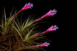 Tillandsia aeranthos