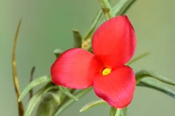 Tillandsia albertiana